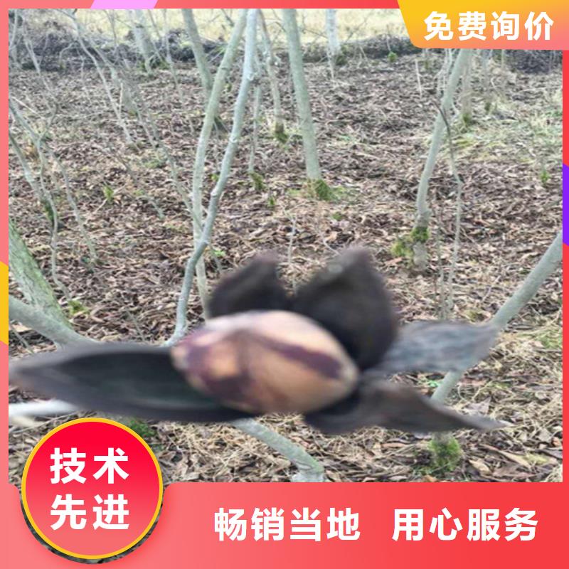 碧根果-【苹果苗】免费安装