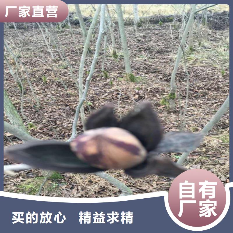 碧根果无花果苗生产厂家