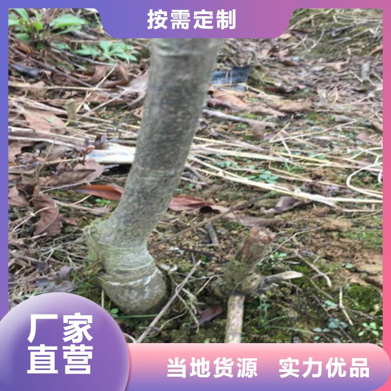 碧根果,嘎啦苹果快捷物流