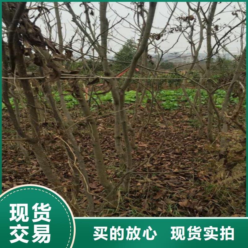 【碧根果】苹果苗好品质选我们