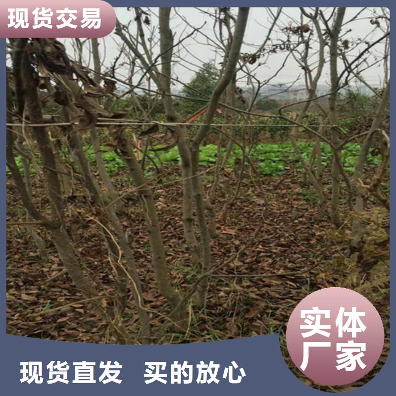 碧根果-【苹果苗】免费安装