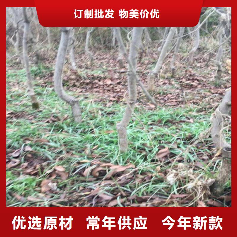 【碧根果】樱桃苗款式多样