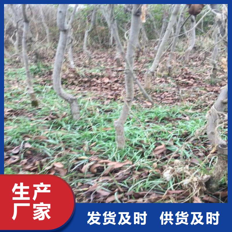 碧根果北美冬青从厂家买售后有保障