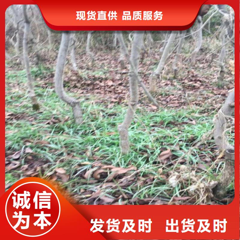 碧根果树种植管理技术