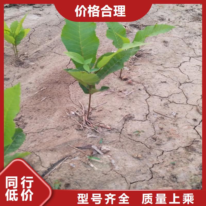 【碧根果苹果苗质检合格发货】