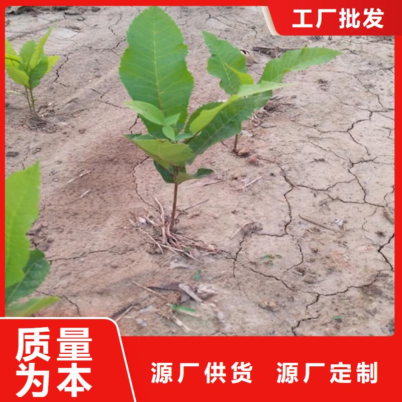 碧根果石榴树支持大批量采购