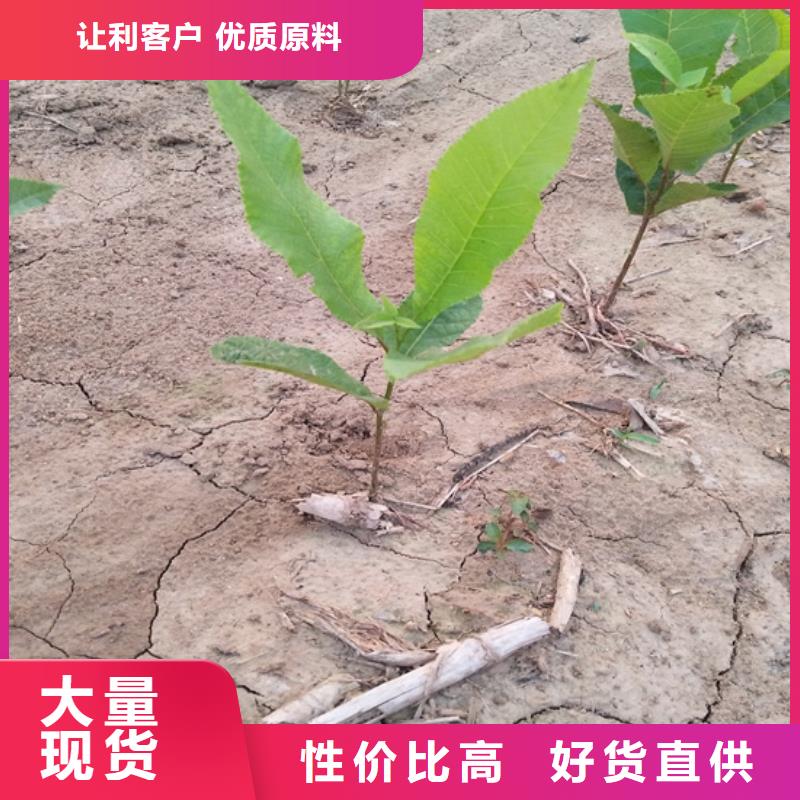 【碧根果】苹果苗好品质选我们