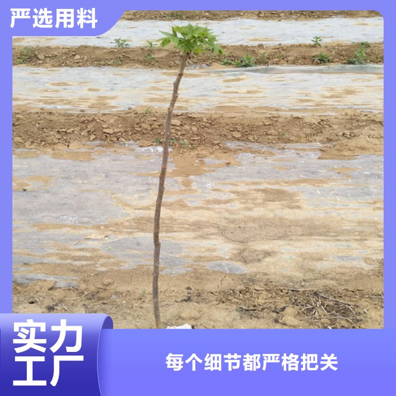 碧根果-【苹果苗】免费安装