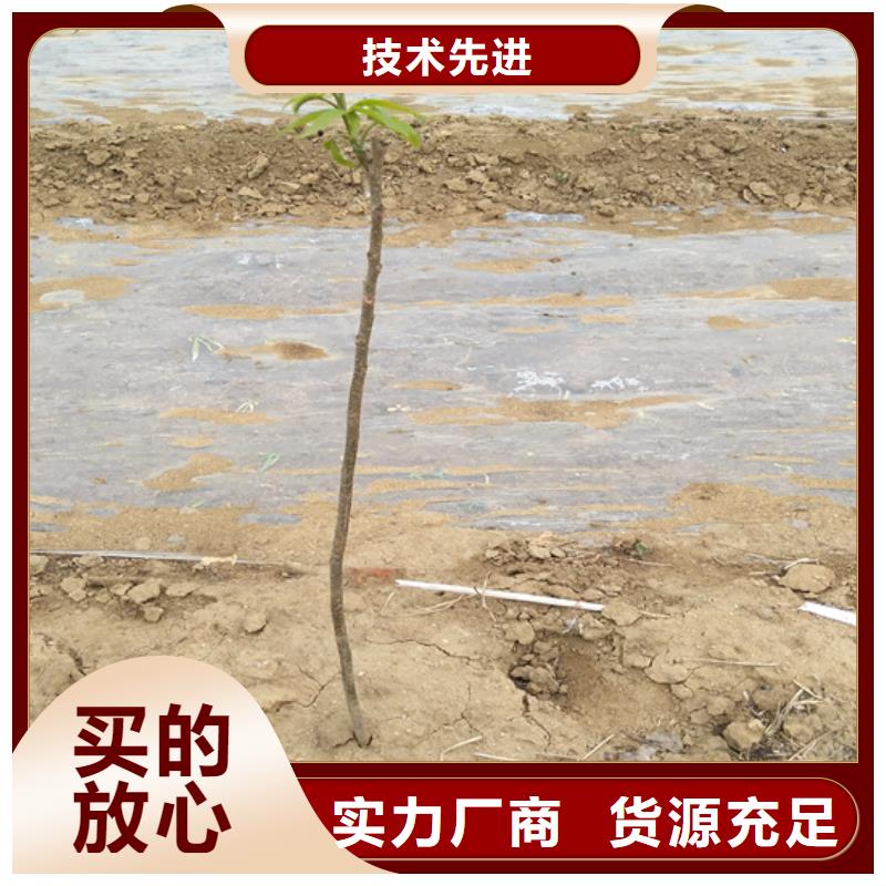 碧根果苗质优价廉