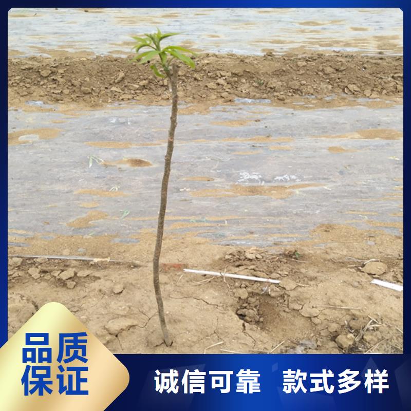 碧根果,嘎啦苹果快捷物流