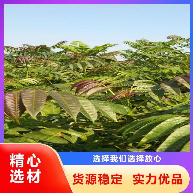 香椿,【蓝莓苗】厂家大量现货