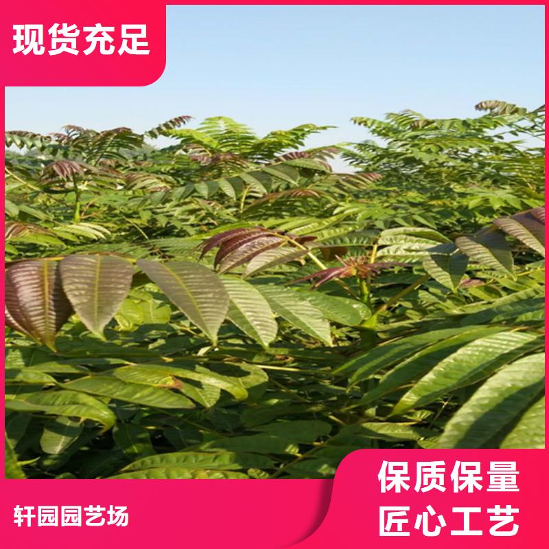 【香椿无花果苗今年新款】