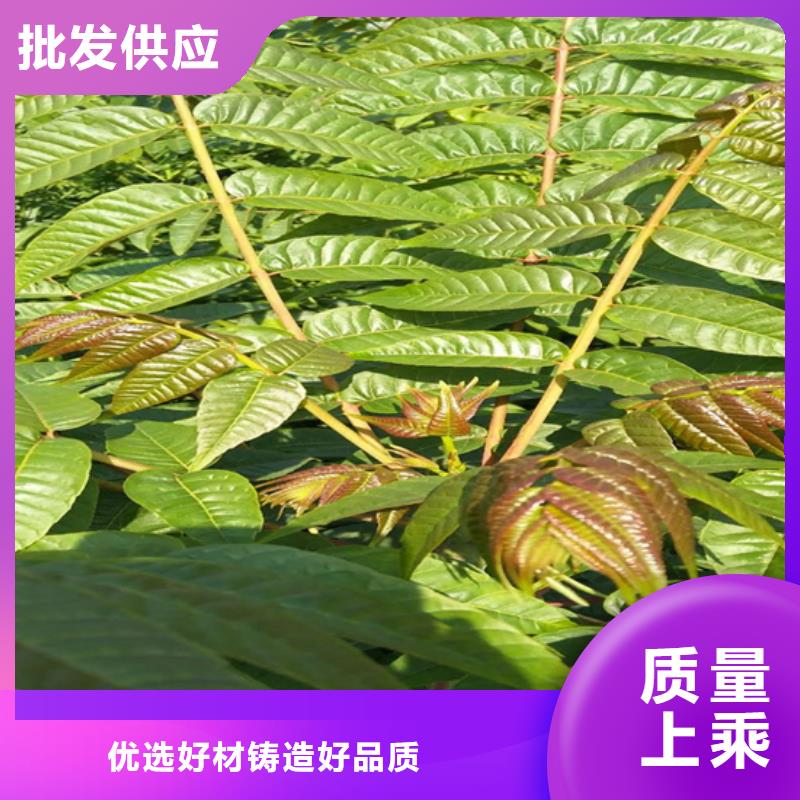 【香椿】奶油草莓极速发货