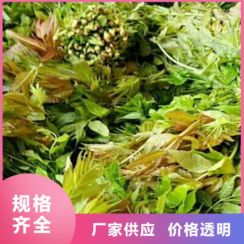 香椿梨树苗质量无忧