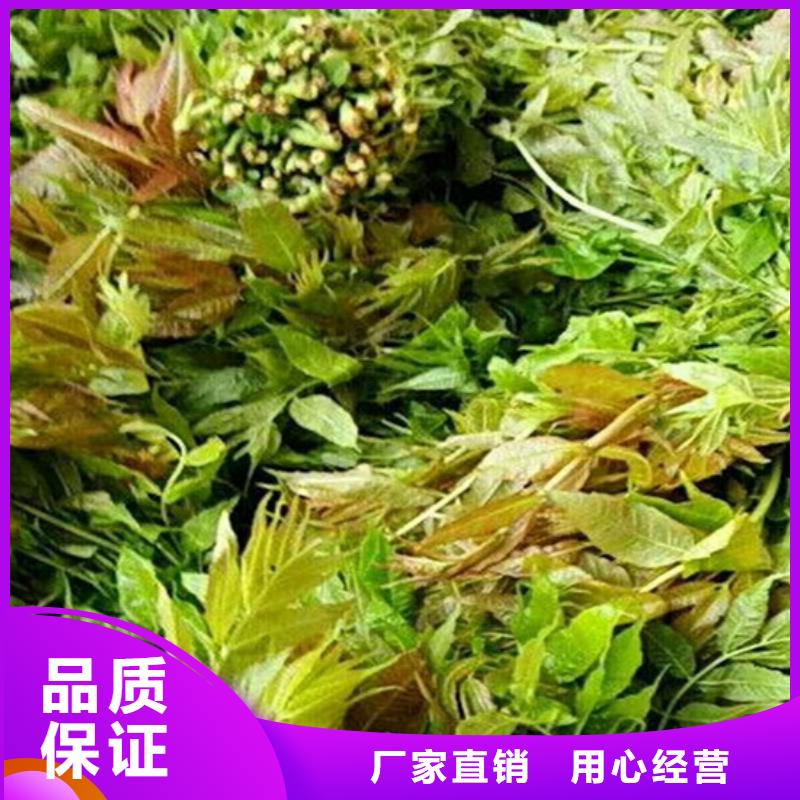 香椿苹果苗多年经验值得信赖