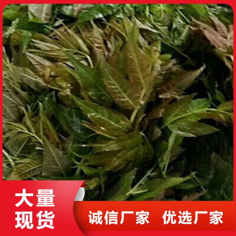 香椿【蓝莓苗】精选优质材料