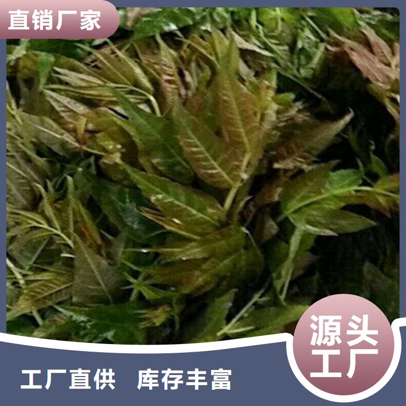 香椿草莓苗品类齐全