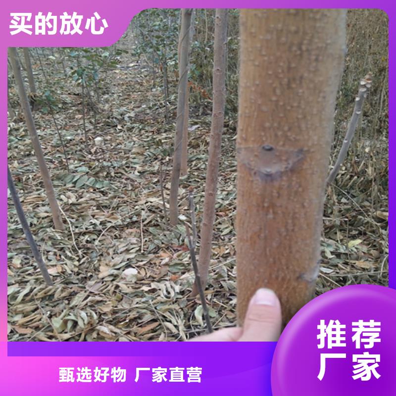 香椿梨树苗质量无忧