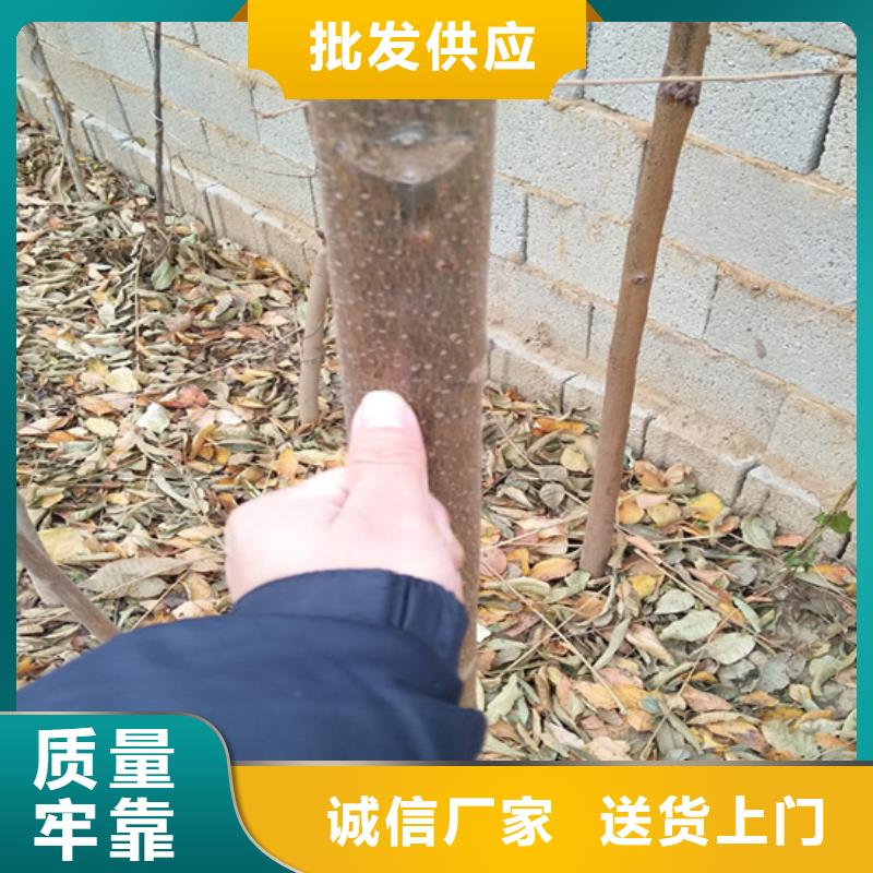 香椿苹果苗今日价格