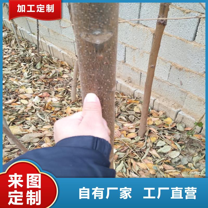 香椿桃树苗支持货到付清