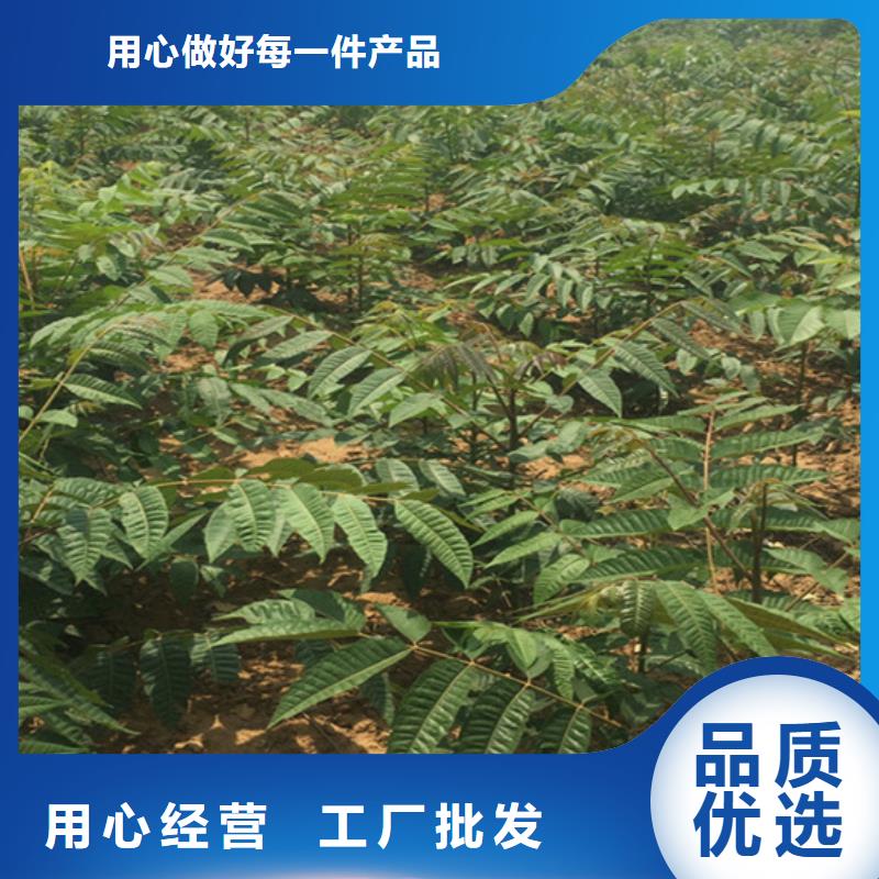 香椿,【蓝莓苗】厂家大量现货