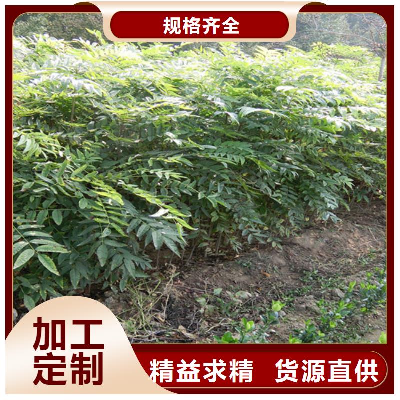 香椿-猕猴桃苗定制不额外收费