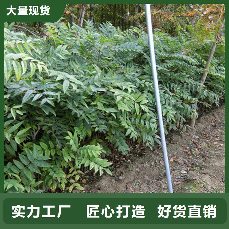 香椿苹果苗型号全价格低