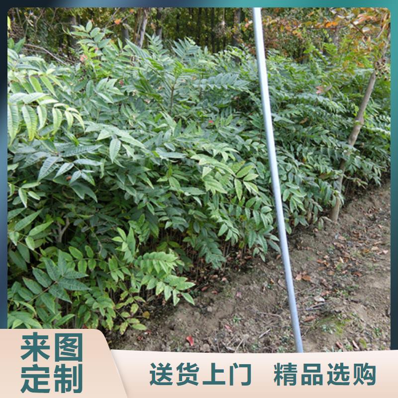 香椿苹果苗今日价格