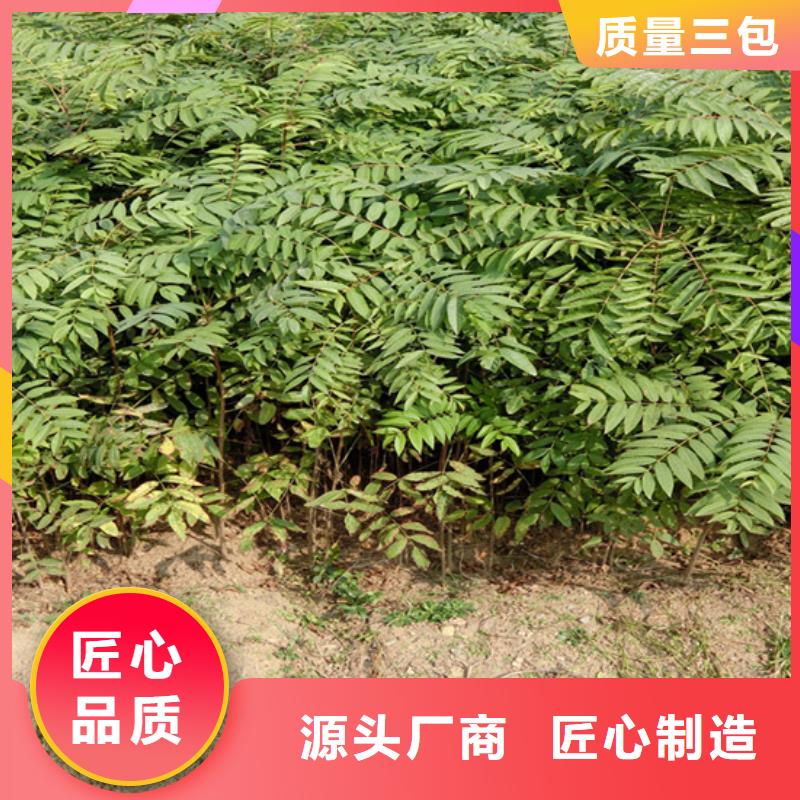 【香椿苹果苗优质货源】