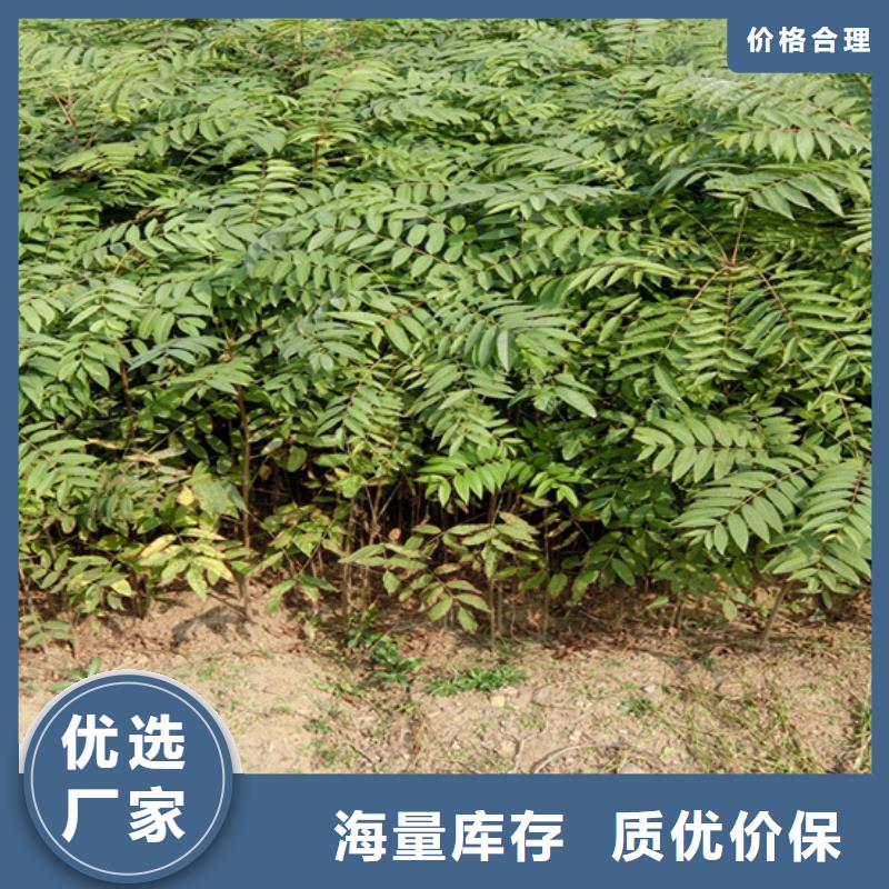 香椿苹果苗型号全价格低