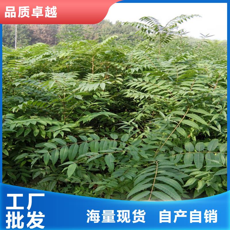 香椿,【蓝莓苗】厂家大量现货