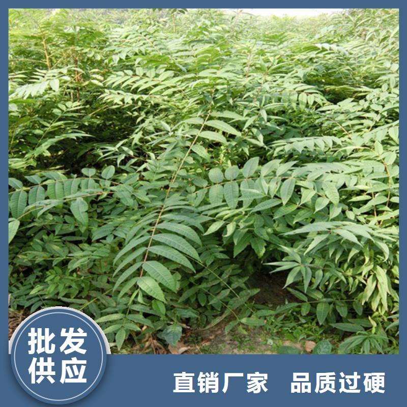 香椿,【蓝莓苗】厂家大量现货