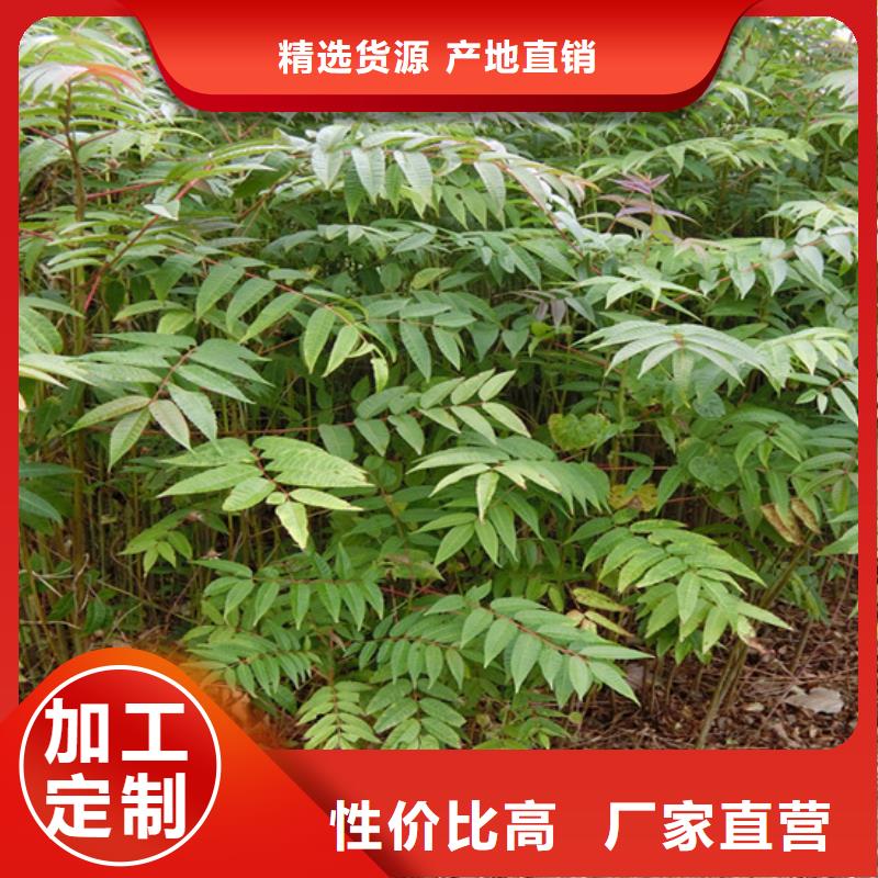 香椿,【蓝莓苗】厂家大量现货