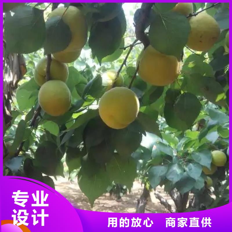 【杏】苹果苗品质信得过