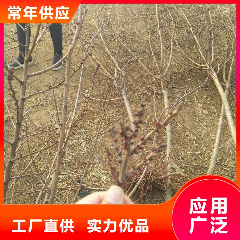 杏苹果苗让客户买的放心