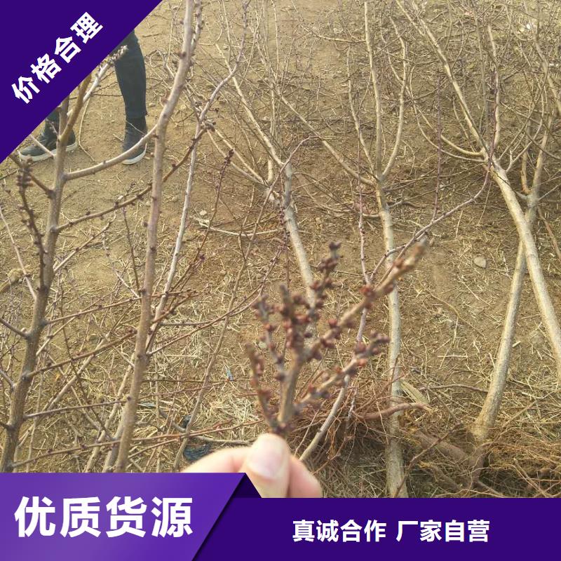 杏桃树苗用心提升细节