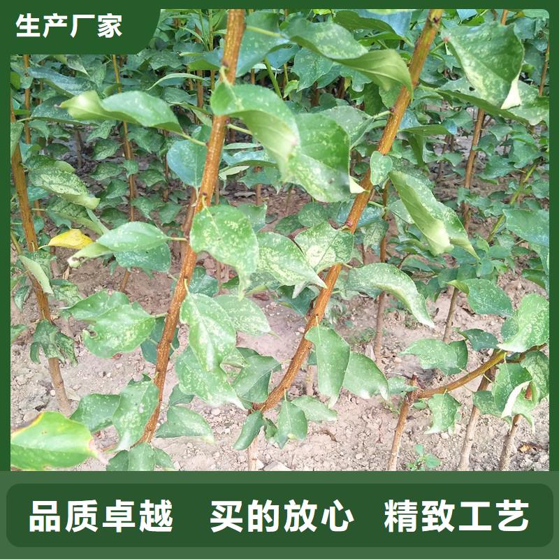 杏树苗适合种植地区