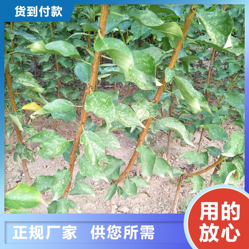 蜜香杏树苗大棚种植