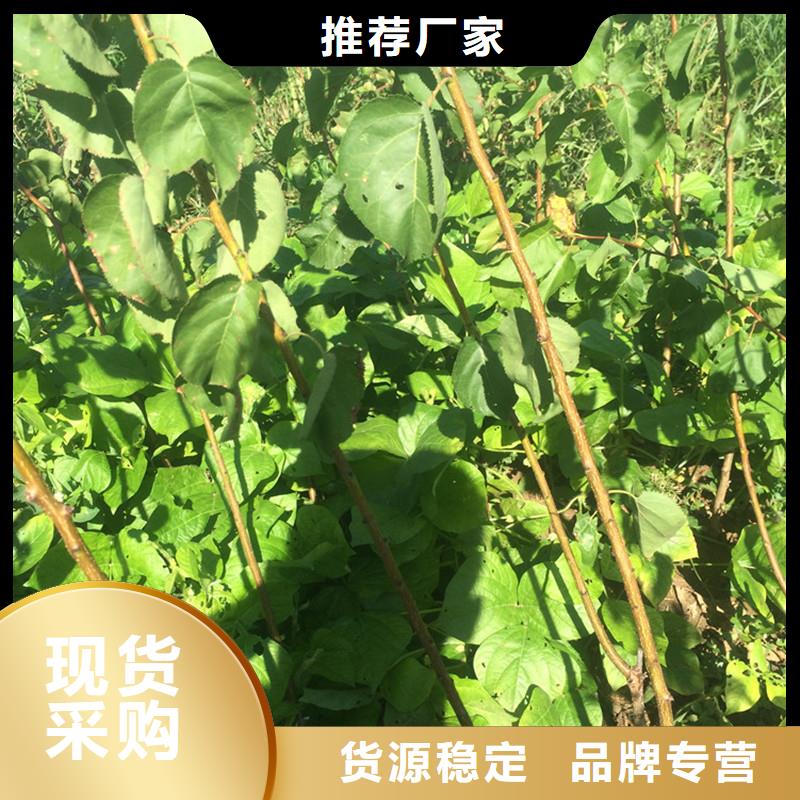 杏无花果苗厂家实力大