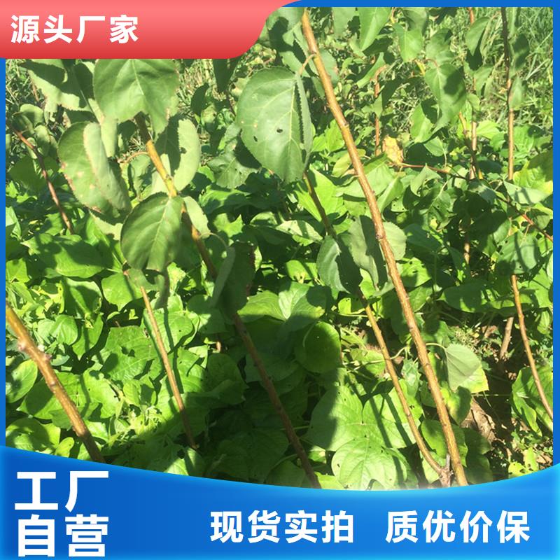 杏桃树苗用心提升细节