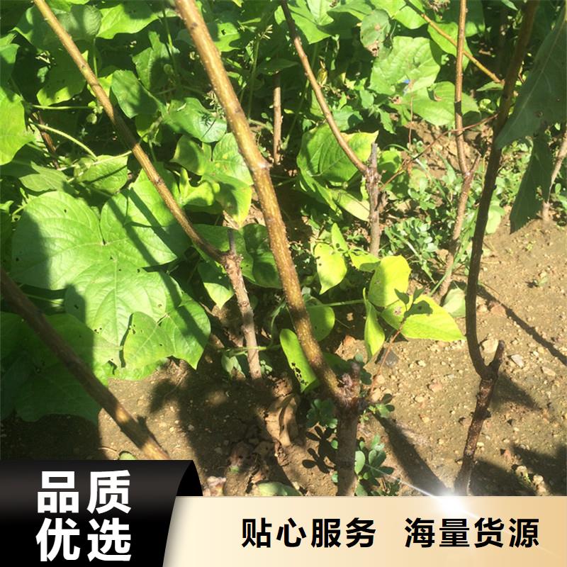 杏【樱桃苗】厂家现货供应