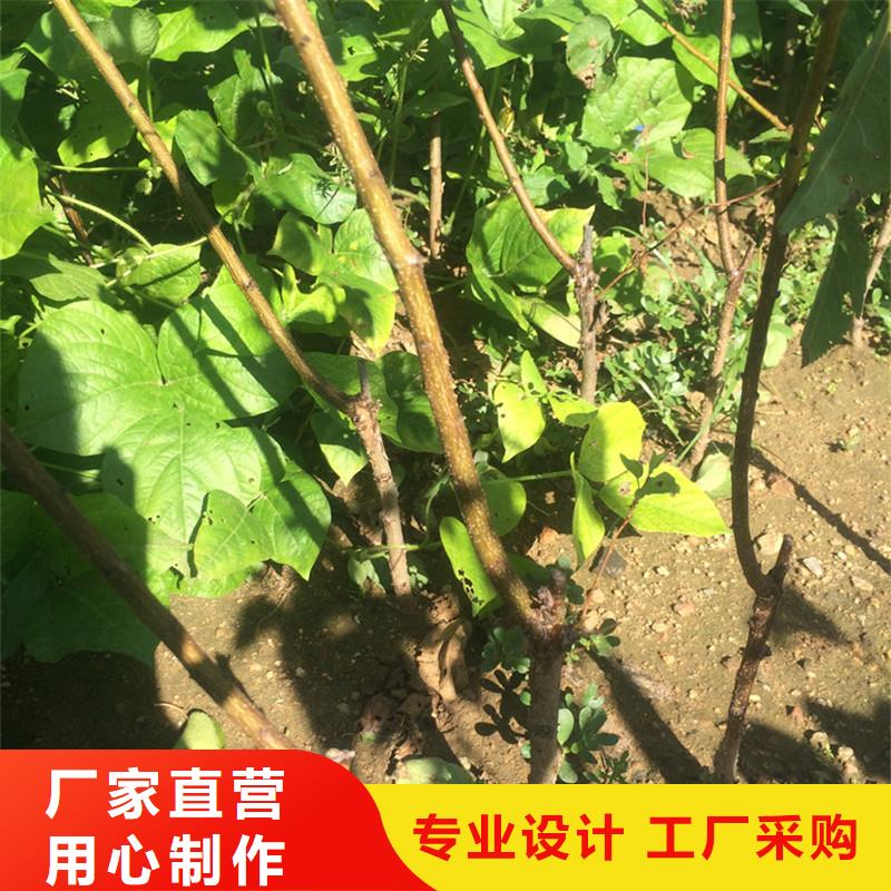 杏苹果苗以质量求生存