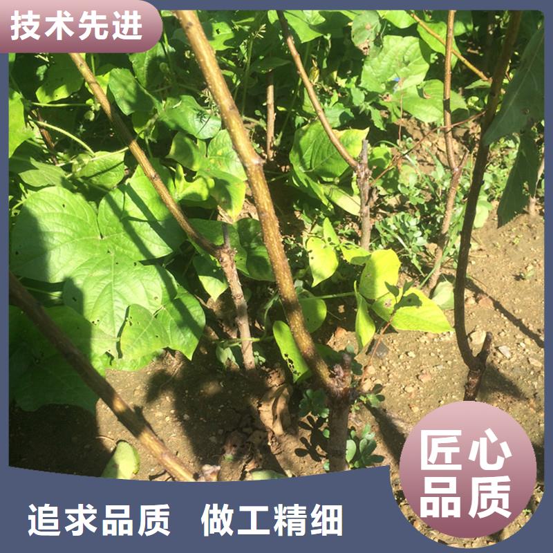 珍珠油杏树苗产量多少