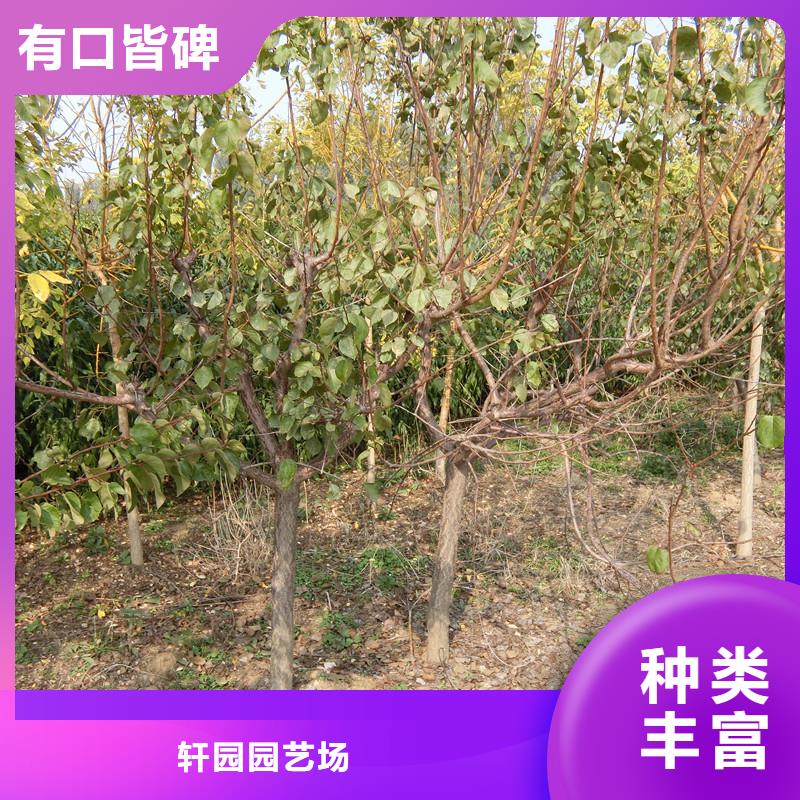 蜜香杏树苗基地直销