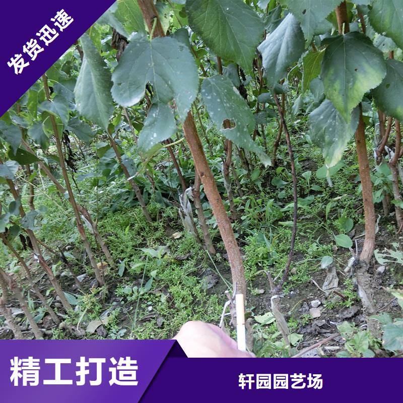 蜜香杏树苗基地直销