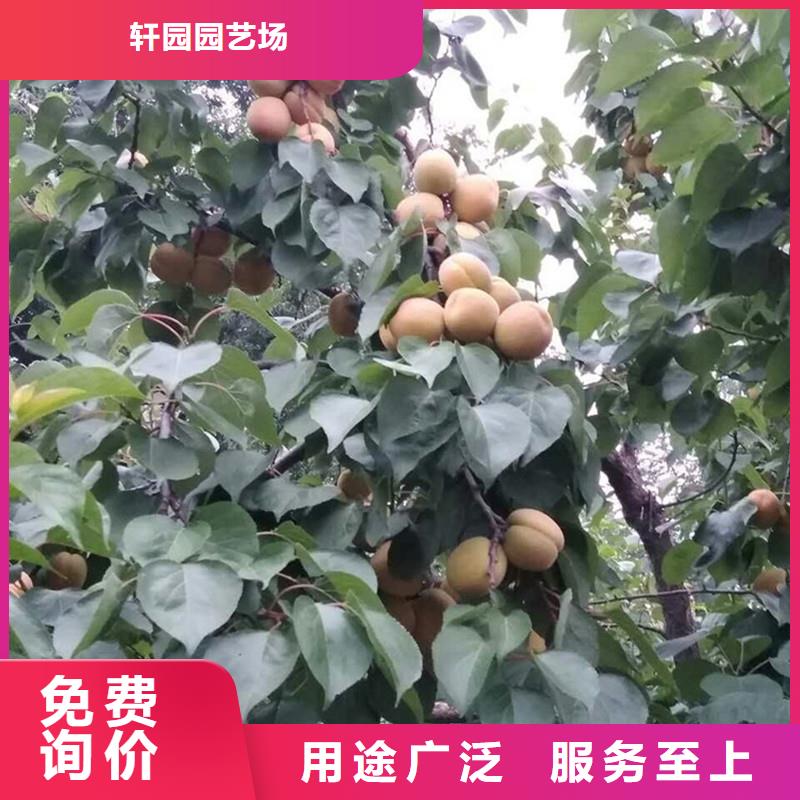 杏石榴树快速生产