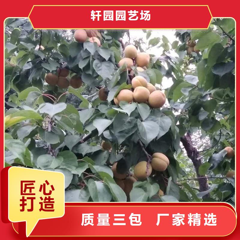 杏无花果苗厂家实力大