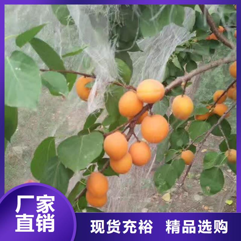 杏梨树苗诚信厂家