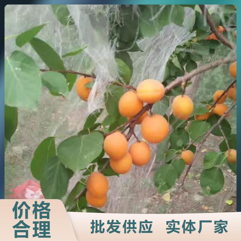 珍珠油杏树苗根系发达