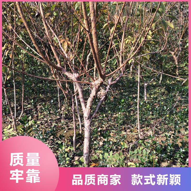 蜜香杏树苗大棚种植